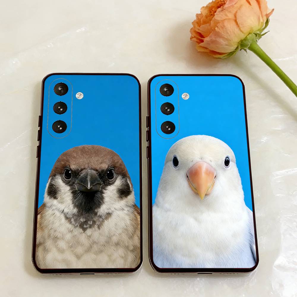 Funny Bird Photography Phone C - огляд і ціна Photography Quotes Funny